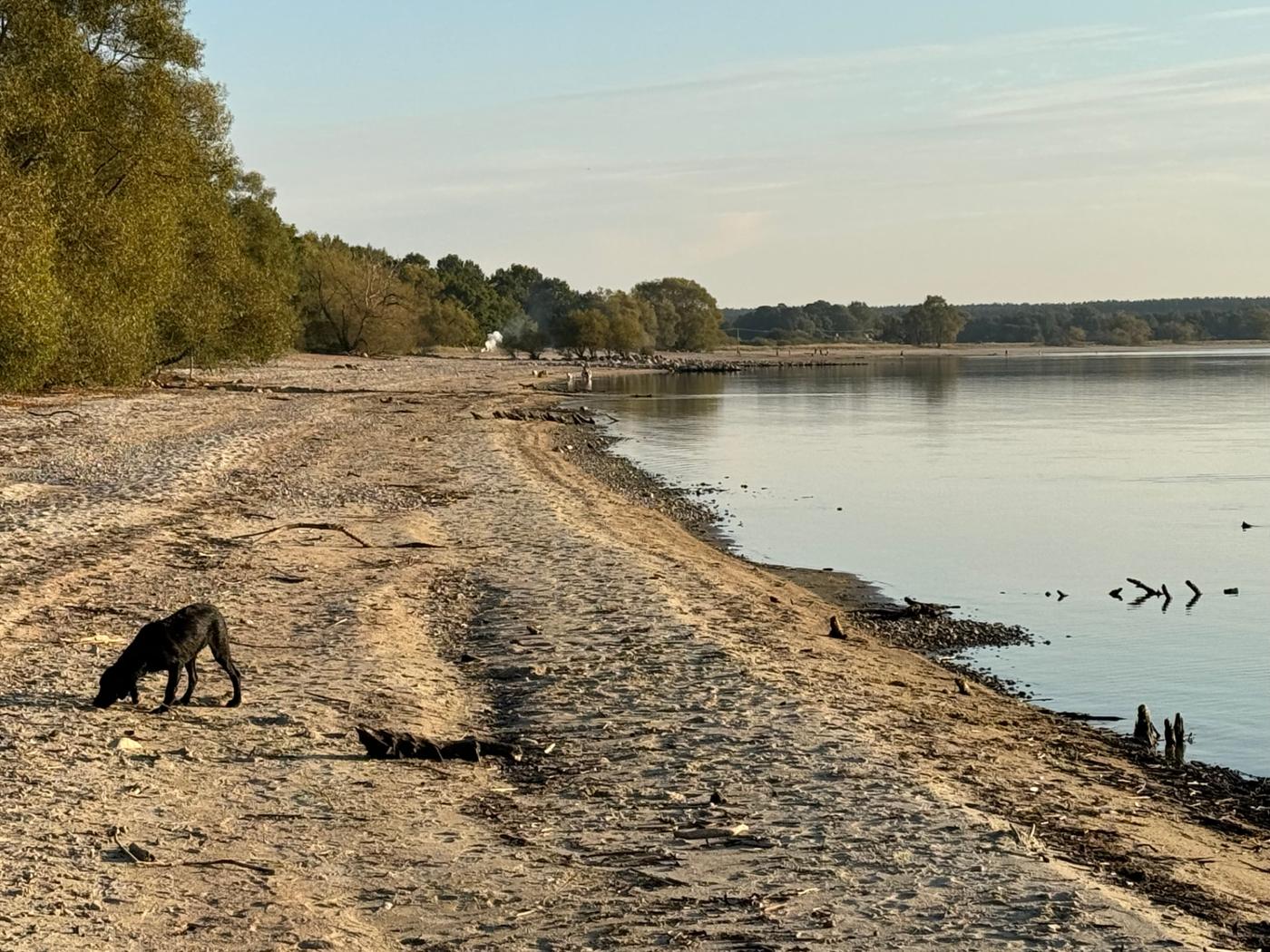 Sjöstrand med lugnt vatten, drivved och en hund i sen eftermiddagssol
