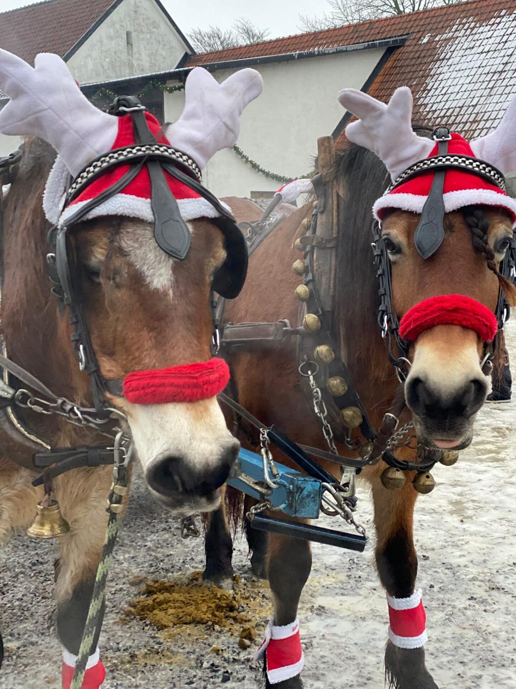 Hästar vid julmarknaden på Övedskloster
