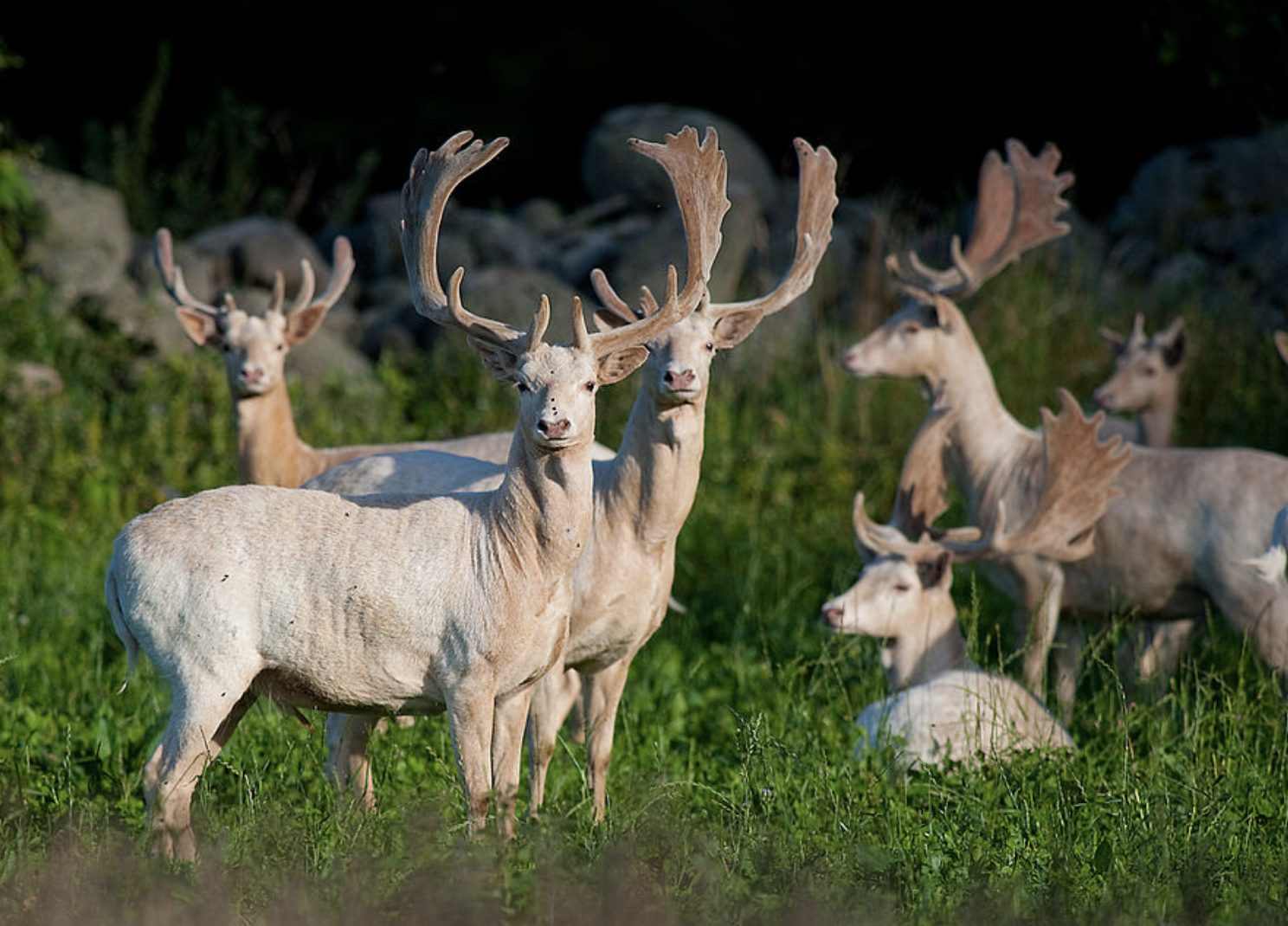 Flock vita dovhjortar, bland dem bockar med gewe, som står och vilar i högt grönt gräs