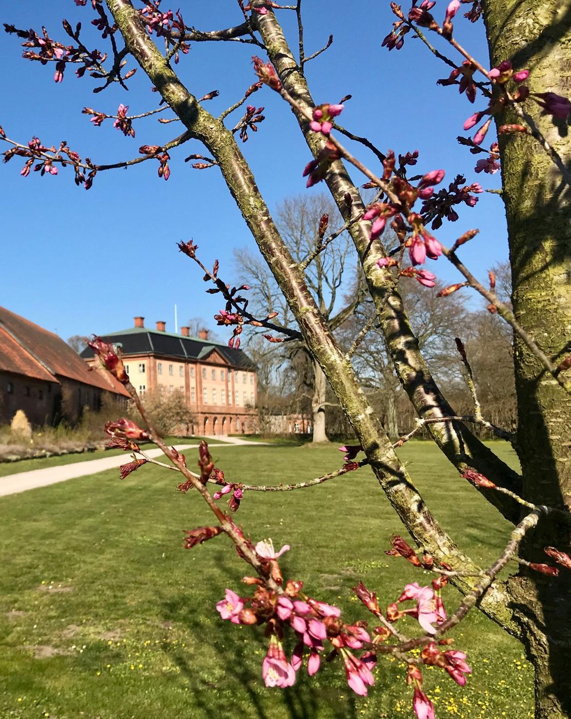 Körsbärsträd i blom på gårdsplanen med slottet i bakgrunden