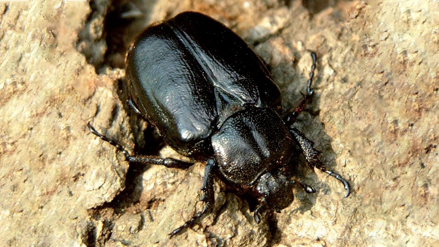 Läderbagge på grov ekstam. Foto: Naturvårdsverket