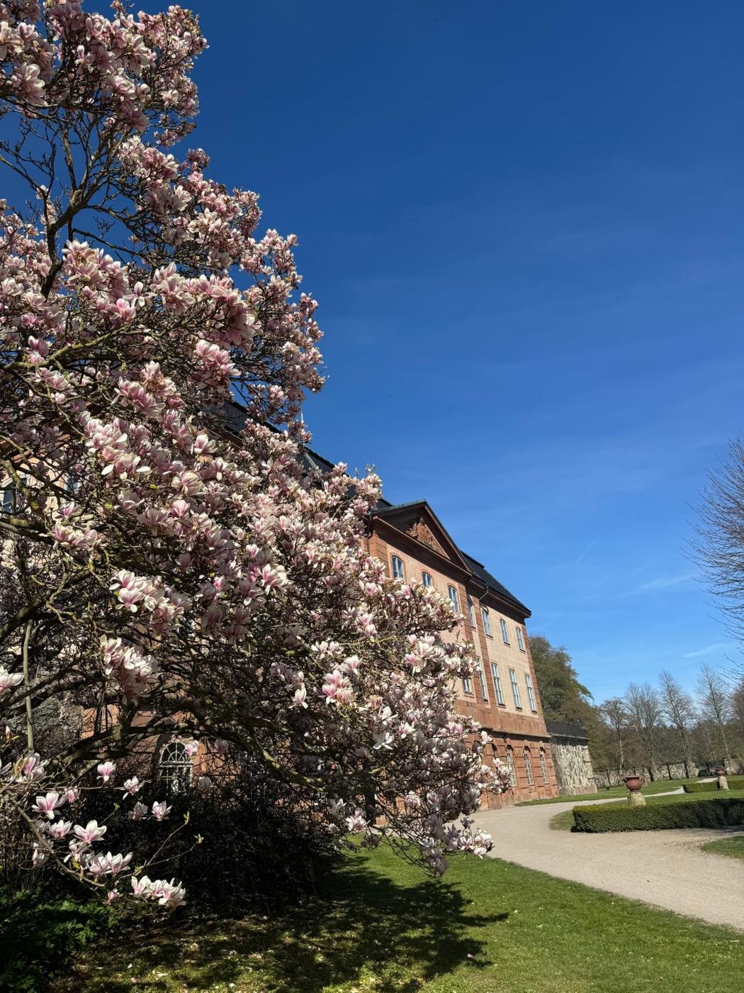 Magnolia i full blom framför slottets fasad