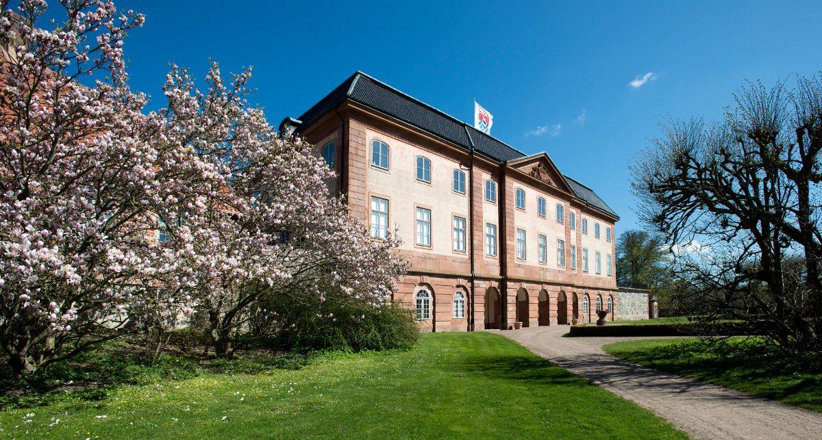Magnolian i full blom framför Övedsklosters slott och trädgårdens gräsmatt