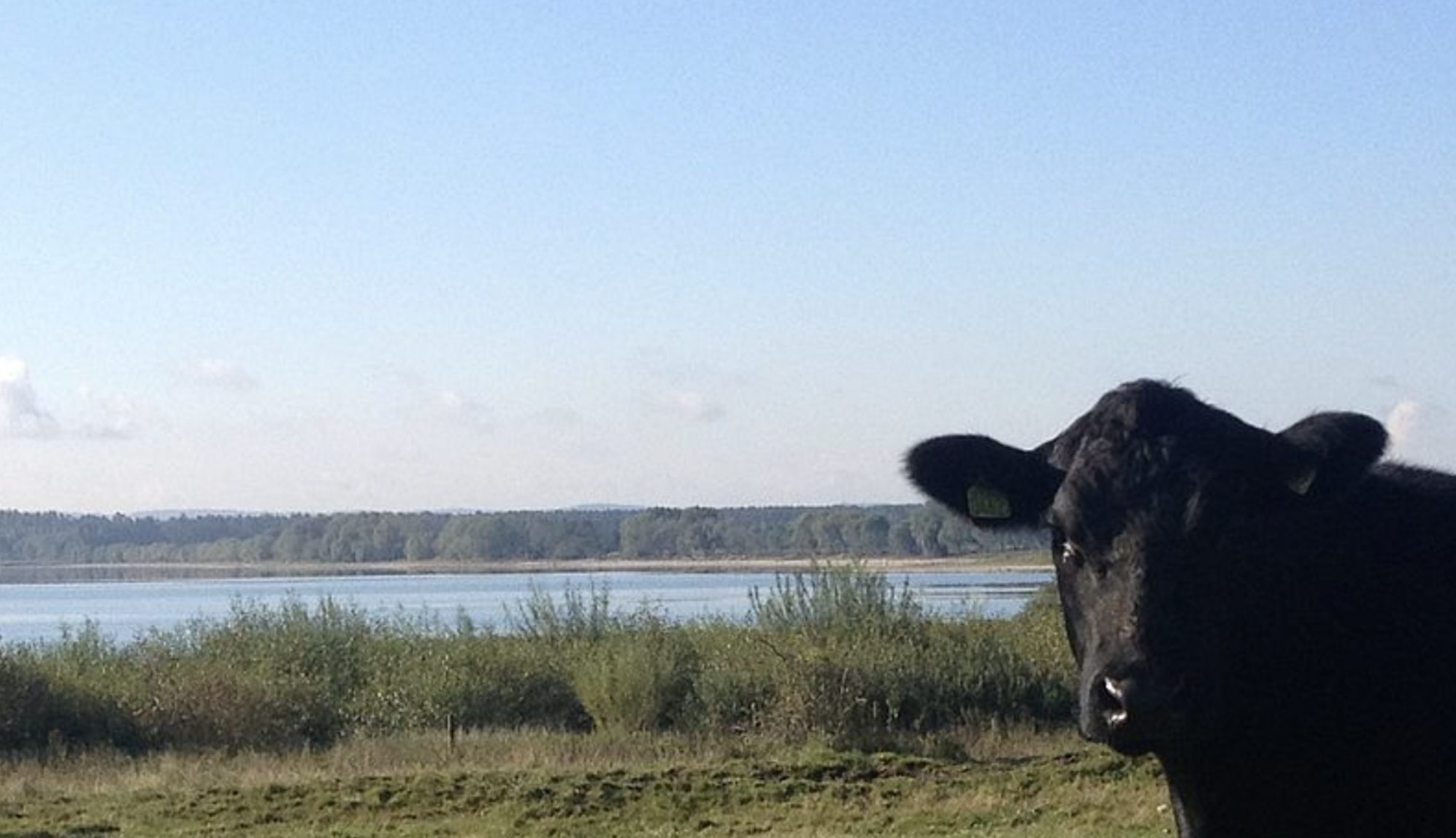 Svart Aberdeen Angus-kö i profil på gräs med öppen vattenyta och skogsklädd ås i bakgrunden