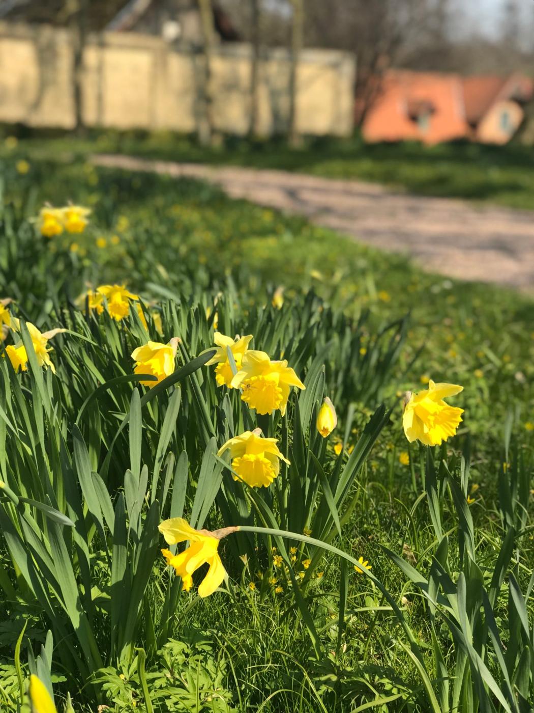 Påskliljor i vårtgräset längs grusgången vid Övedskloster