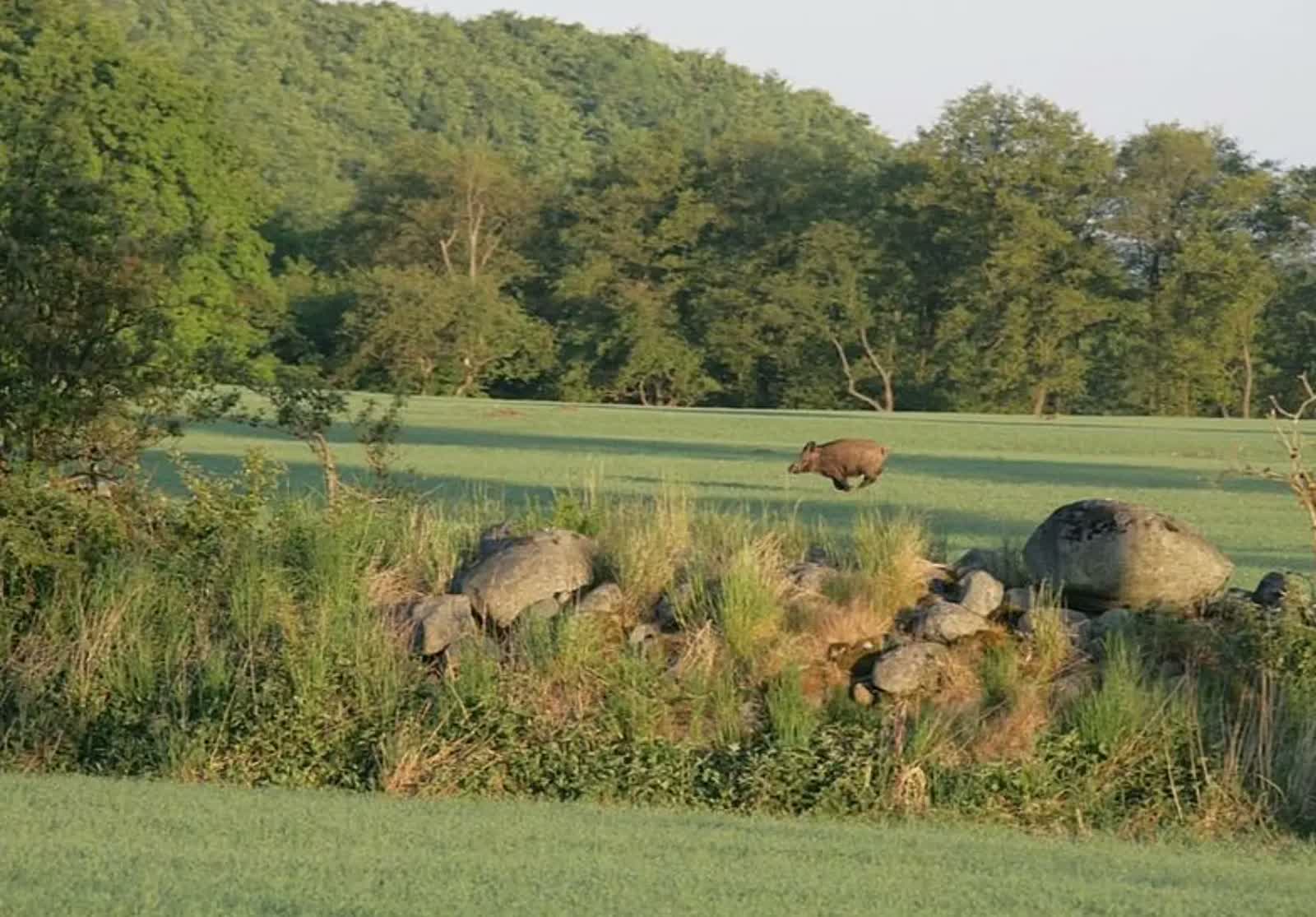Vildsvin som springer genom ett grönt fält med en låg stenrygg i förgrunden och skog i bakgrunden